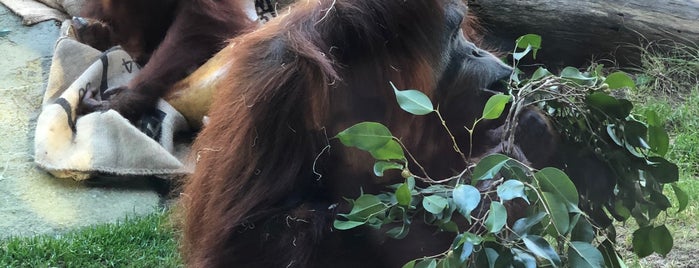 Orangutan Trail is one of Tempat yang Disukai Lori.