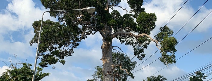 Yang Na Yai Tree is one of Thailand.