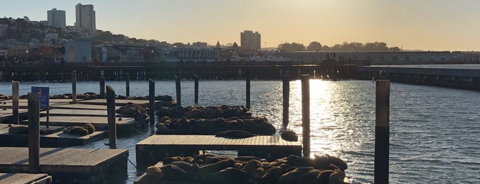 Sea Lions is one of SF TO DO.
