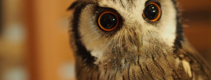Owl Cafe is one of Tokyo.