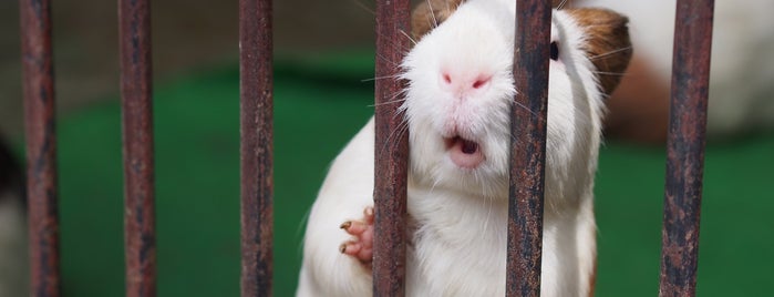 Machida Squirrel Garden is one of The 15 Best Zoos in Tokyo.