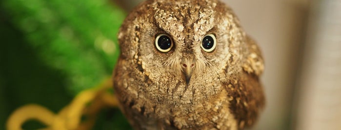 Owl Cafe is one of Japan/Tokyo.