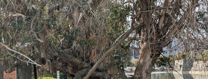 A-bombed Eucalyptus Tree is one of 広島旅行.