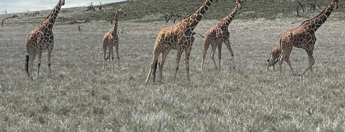 Lewa Safari Camp is one of Kenya.