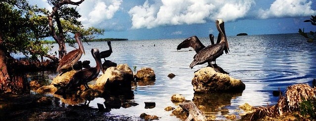 Florida Keys Wild Bird Center is one of Miami and Key West.