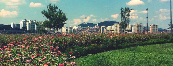 Banpo Hangang Park is one of [To-do] Seoul.