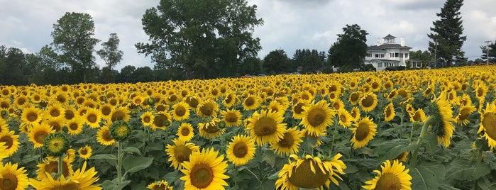 Sunflower Maze is one of Upstate Fall.