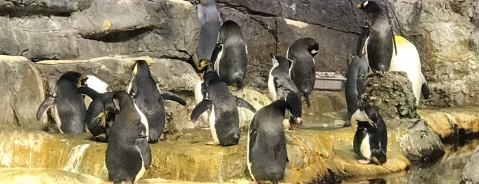 Moody Gardens Discovery Pyramid is one of Vacation.