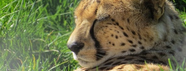 Port Lympne Wild Animal Park is one of Weekend faves.