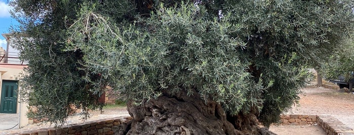 Ancient olive tree is one of Crete Greece.