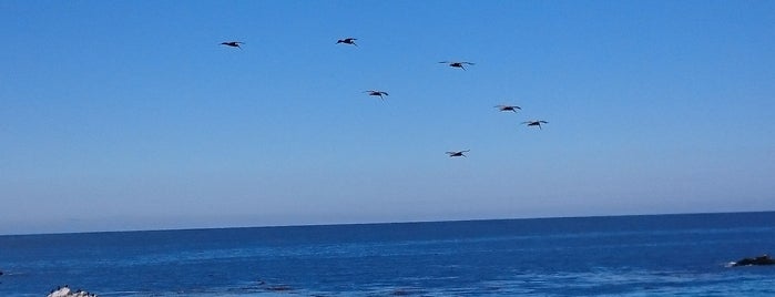 Bird Rock is one of Sada’s Liked Places.