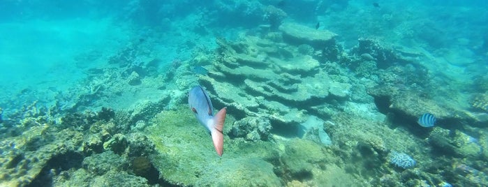 Norman Reef is one of Ozzie Kiwi.