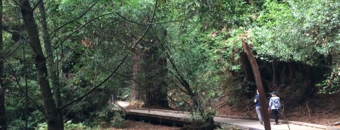 Muir Woods National Monument is one of Gregor'un Beğendiği Mekanlar.