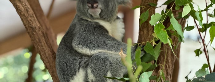 Koala Show is one of Australia Trip.