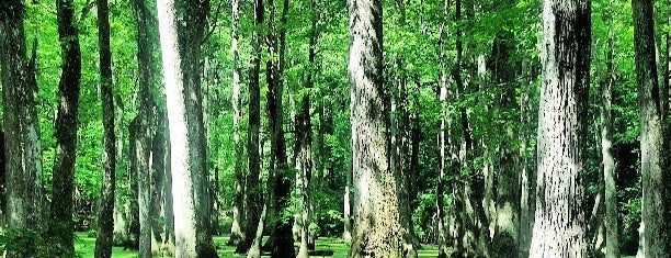 Cypress Swamp is one of New Orleans.