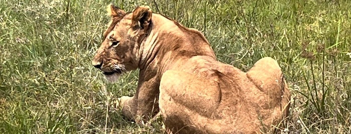 Maasai Mara is one of Quenia.