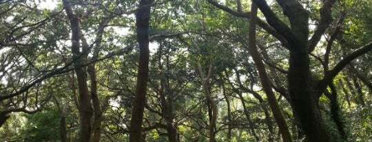 Bija Forest is one of 7 Wonders of Nature: *JEJU Island*.