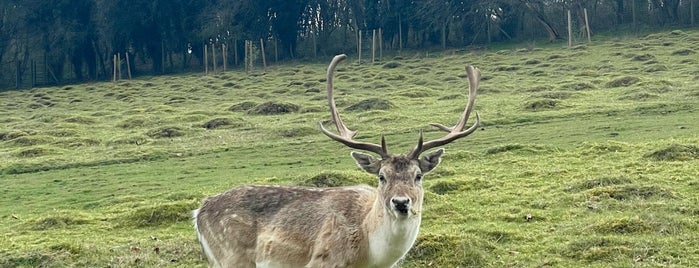 Knole Park is one of Surrey.