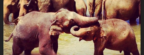 Pinnawala Elephant Orphanage is one of phongthon : понравившиеся места.