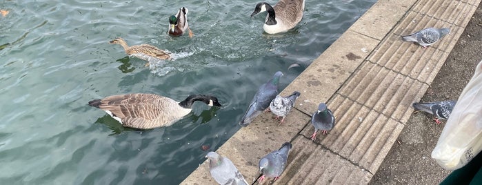 Alexandra Park Lake is one of Green Space, Parks, Squares, Rivers & Lakes (One).