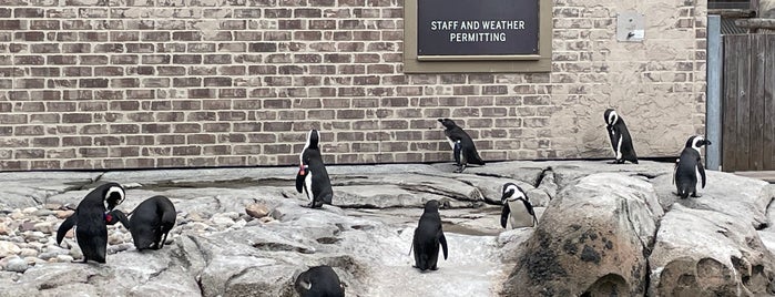 African Penguin Habitat at The Maryland Zoo is one of Daytime Outdoor Hangout.