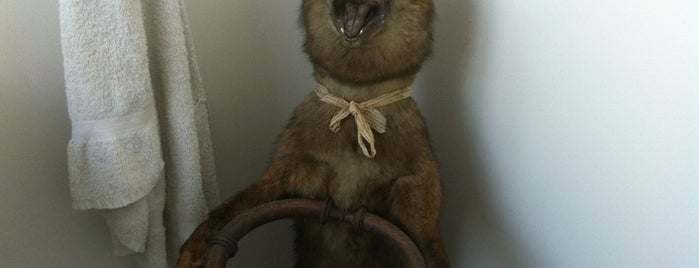 London Taxidermy is one of Herb Lester London Supplies.