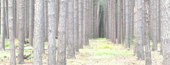 Лагерь плачущий лес на русском андроид