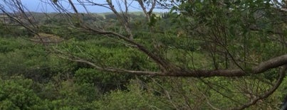 North shore zipline is one of Establishments to Frequent.