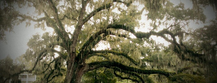 Magnolia Plantation & Gardens is one of Charleston, SC.