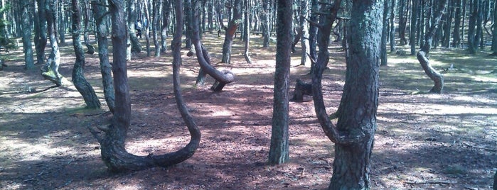Танцующий лес is one of Калинингрaд.
