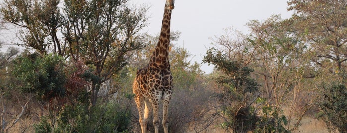 Paul Kruger Gate, Kruger National Park is one of SA, Botswana & Zimbabwe 17.