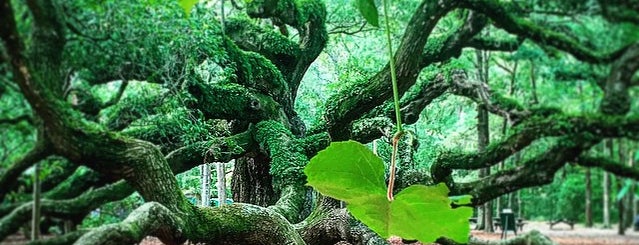 Angel Oak Tree is one of Best of Charleston.