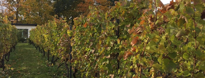 Weingarten is one of Wineries.