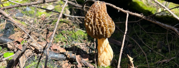 Willamette National Forest is one of Camping and Glamping.