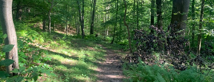 Babcock Preserve is one of Hiking.