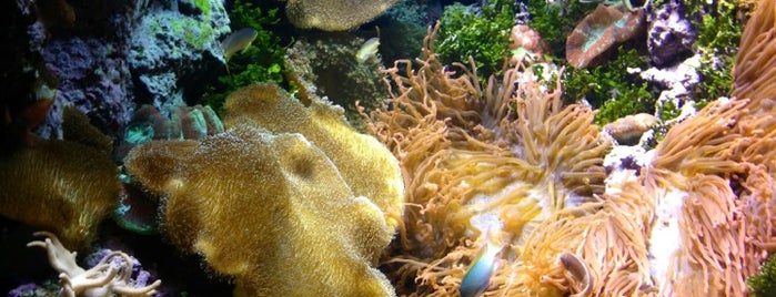 Shedd Aquarium is one of Places I MUST go...someday..