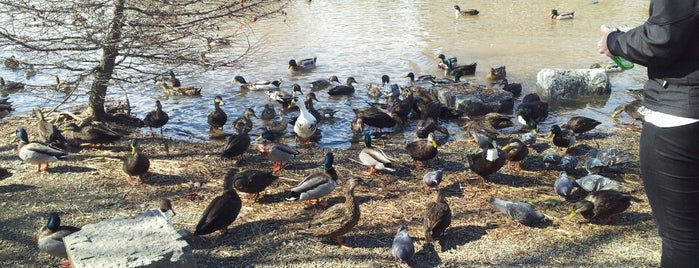 Bowring Park Duck Pond is one of Orte, die Skeeter gefallen.