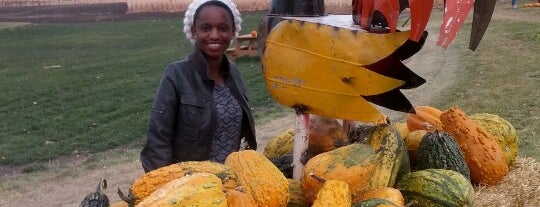 Berry Acres Pumpkin Patch is one of Minot Attractions.