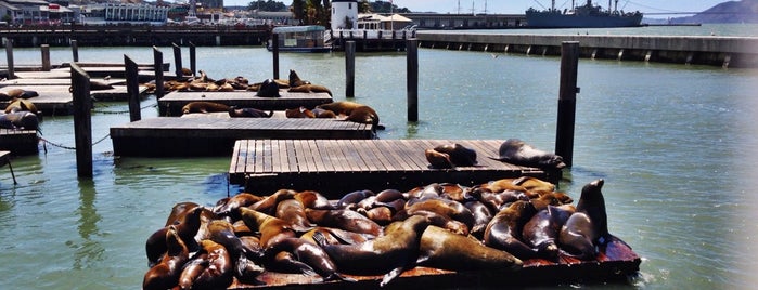Sea Lions is one of SF.