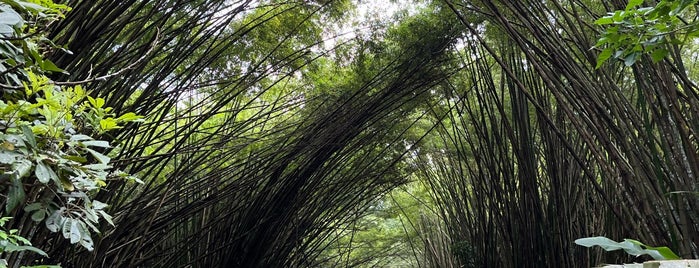 Bamboo Cathedral is one of Road Trip Locations In Trinidad.
