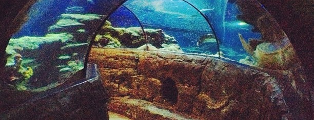 Sea Life London Aquarium is one of Carl : понравившиеся места.