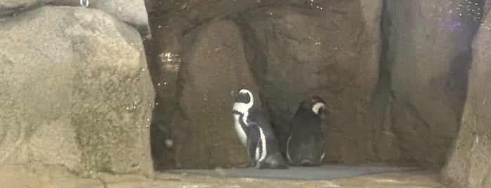 Pritzker Penguin Cove is one of The 13 Best Zoos in Chicago.