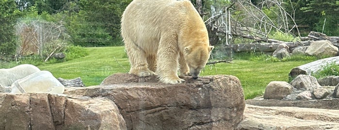 Polar Bear Exhibit is one of Things To Do --- NEAR Home.