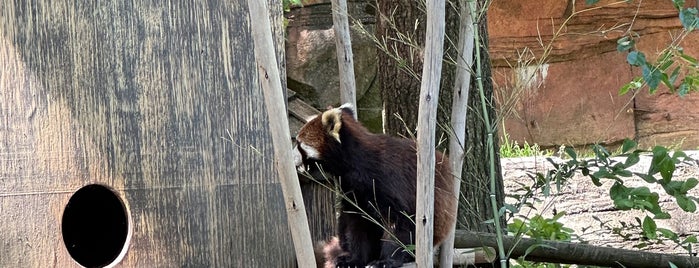 Red Panda Exhibit is one of Things To Do --- NEAR Home.