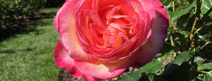 International Rose Test Garden is one of Portland, OR.
