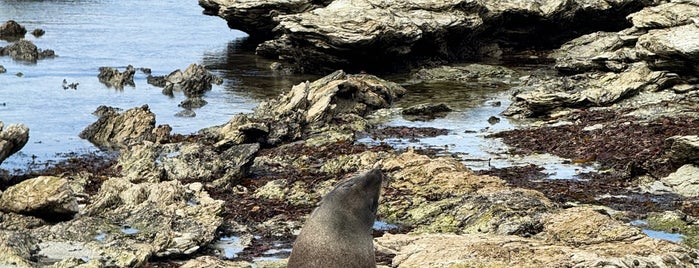 Seal Colony is one of NZ.