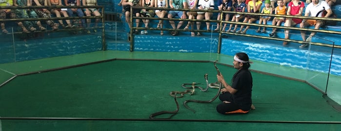 Pattaya Snake Show is one of Thai.