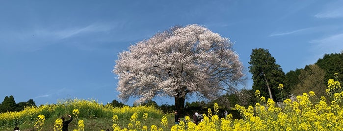 馬場の山桜 is one of Saga Nagasaki Goto.