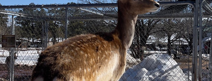 Grand Canyon Deer Farm is one of Flagstaff-Sedona.