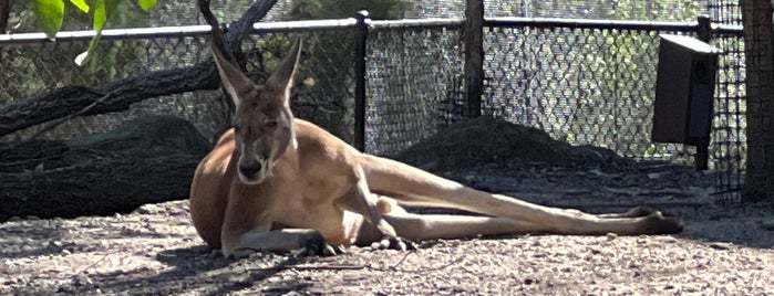 Australian Walkabout is one of Taronga Zoo.